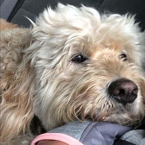 Meet your Posher, Lily